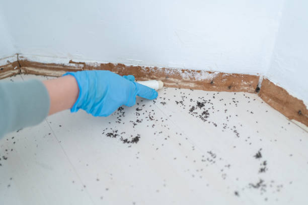 Best Local Pest Control Services  in Cahokia, IL